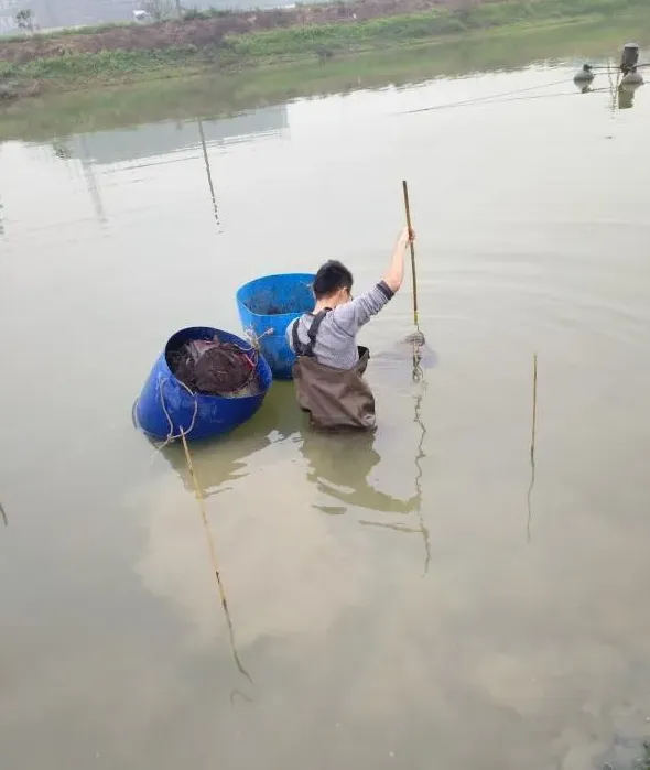 加州鲈鱼苗孵化过程大揭秘
