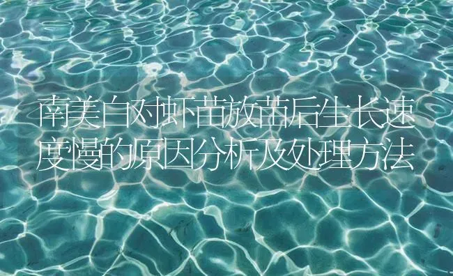 南美白对虾苗放苗后生长速度慢的原因分析及处理方法 | 海水养殖