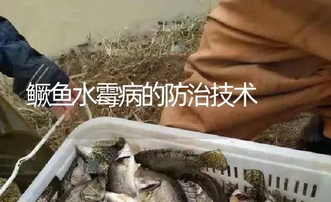 鳜鱼水霉病的防治技术 | 淡水养殖