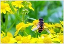 阿贤蜜蜂生态养生基地纪实 | 农业养殖技术