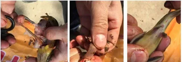 阴雨持续20多天，水产养殖户如何做好池塘管理？