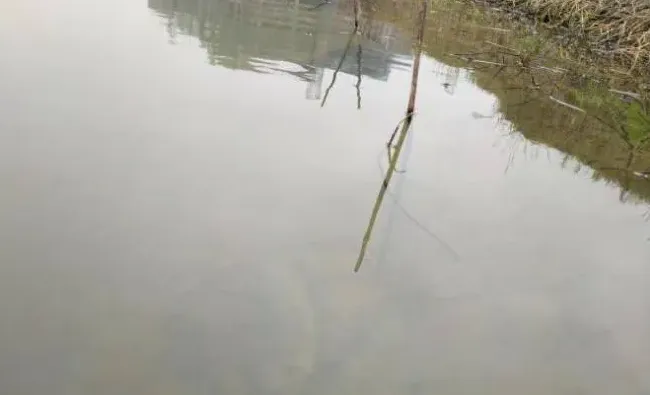 加州鲈鱼苗孵化过程大揭秘
