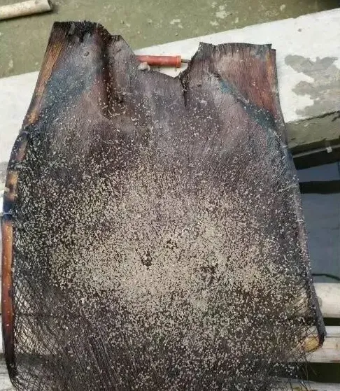 加州鲈鱼苗孵化过程大揭秘