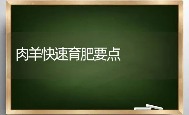 肉羊快速育肥要点 | 家畜养殖