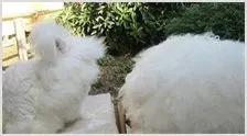 长毛兔的致富经 | 动物养殖知识