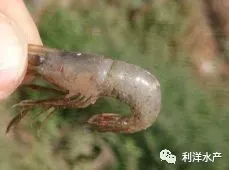 水质过肥、蜕壳不遂、烂鳃、腐壳……如何避免青虾暂养池塘中的这些问题