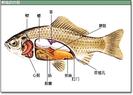 鱼病知识--鱼类的免疫组织