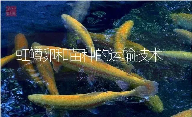 虹鳟卵和苗种的运输技术 | 淡水养殖