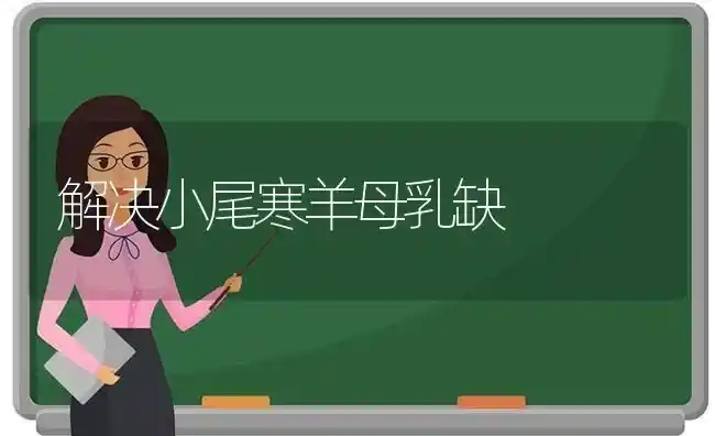 解决小尾寒羊母乳缺 | 家畜养殖