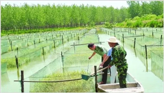 黄鳝养殖的注意事项 | 动物养殖知识