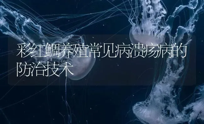 彩红鲷养殖常见病溃疡病的防治技术 | 海水养殖