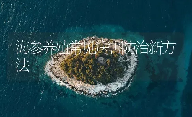 海参养殖常见病害防治新方法 | 海水养殖