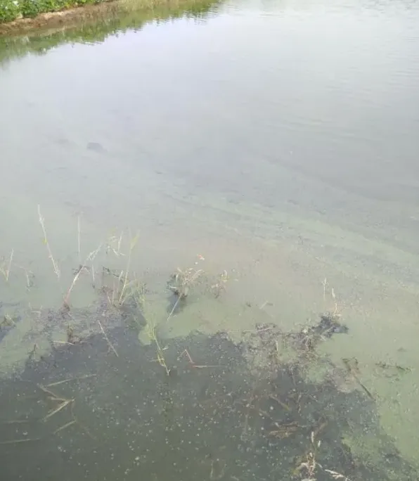 河蟹养殖三部曲之解毒