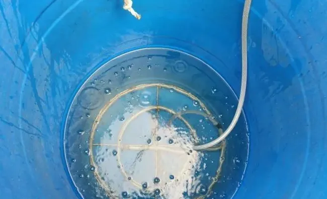 加州鲈鱼苗孵化过程大揭秘