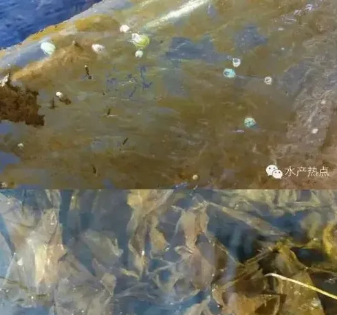 绿鲍与皱纹盘鲍杂交育苗技术