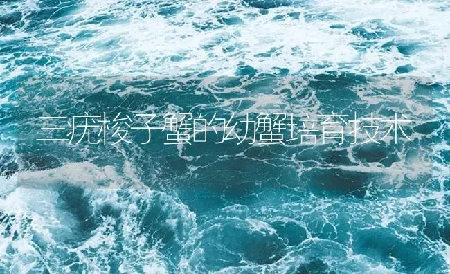 三疣梭子蟹的幼蟹培育技术 | 海水养殖