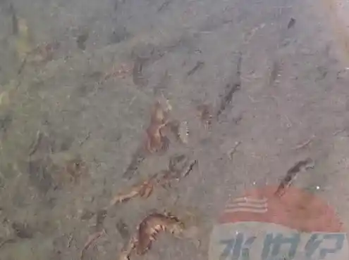 黄金多糖诱导海参正常下滩案例分享