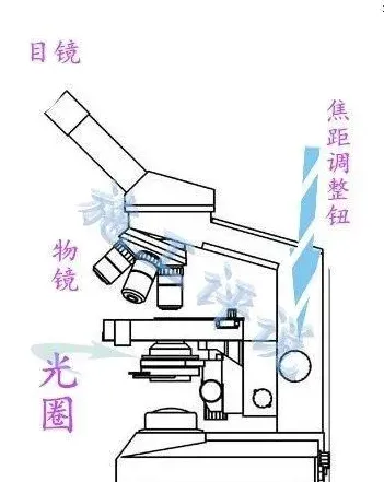 水产养殖生产中如何应用显微镜