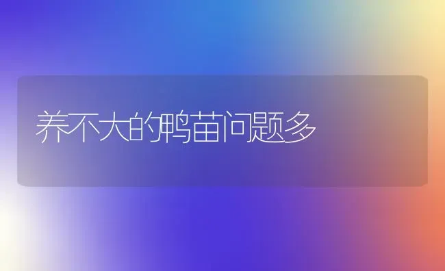 养不大的鸭苗问题多 | 家禽养殖