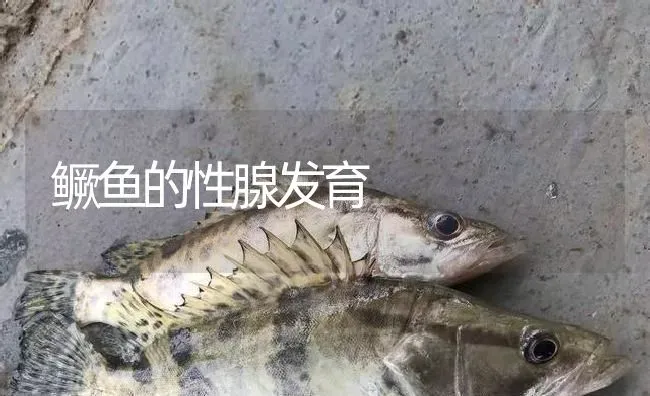 鳜鱼的性腺发育 | 淡水养殖