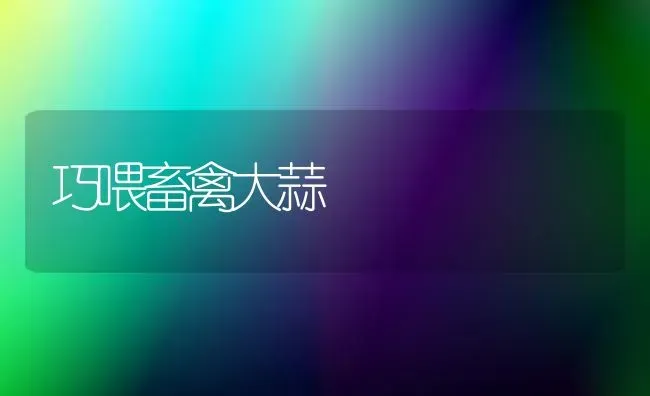 巧喂畜禽大蒜 | 家禽养殖