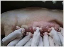 母猪泌乳问题的5大解决措施 | 农业养殖科普