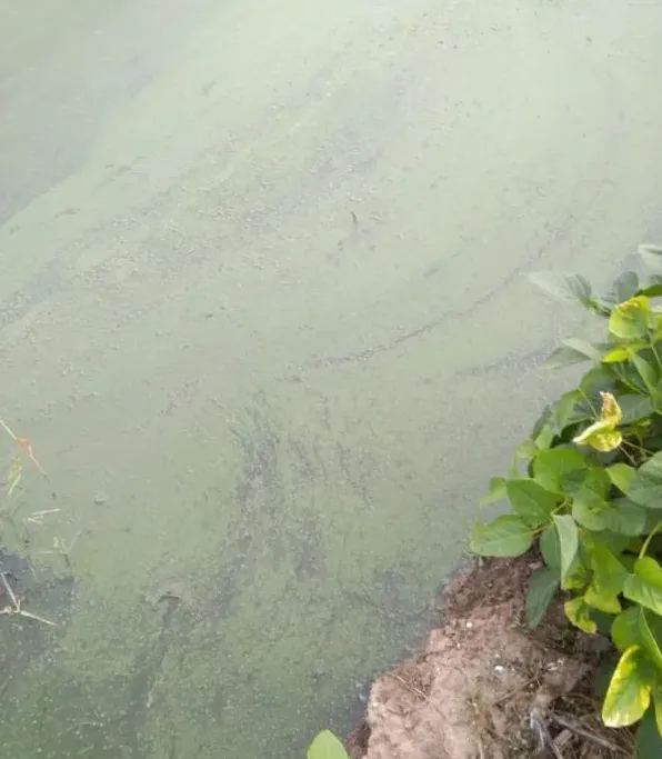 河蟹养殖三部曲之解毒