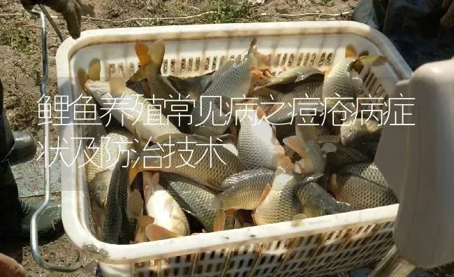 鲤鱼养殖常见病之痘疮病症状及防治技术 | 淡水养殖