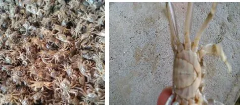 蟹苗越冬管理