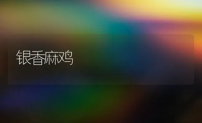 银香麻鸡 | 家禽养殖