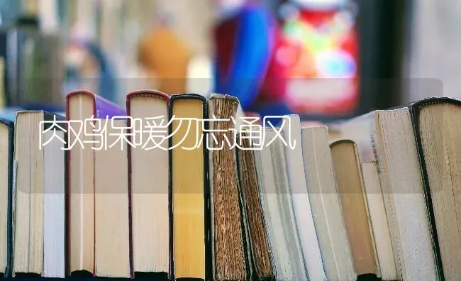 肉鸡保暖勿忘通风 | 家禽养殖