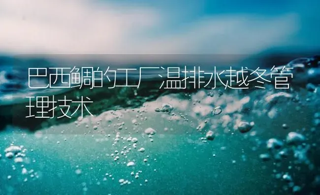 巴西鲷的工厂温排水越冬管理技术 | 海水养殖