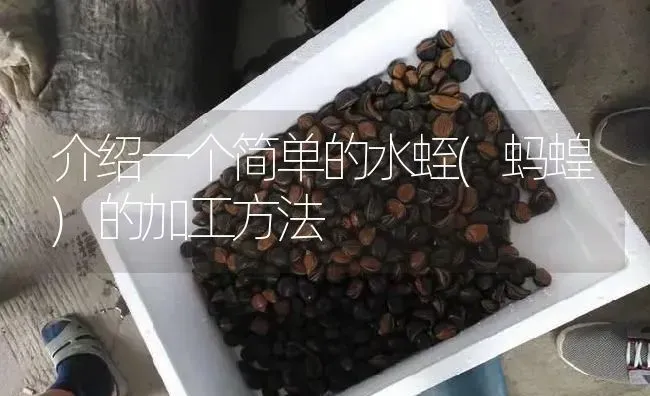 介绍一个简单的水蛭(蚂蝗)的加工方法 | 特种养殖