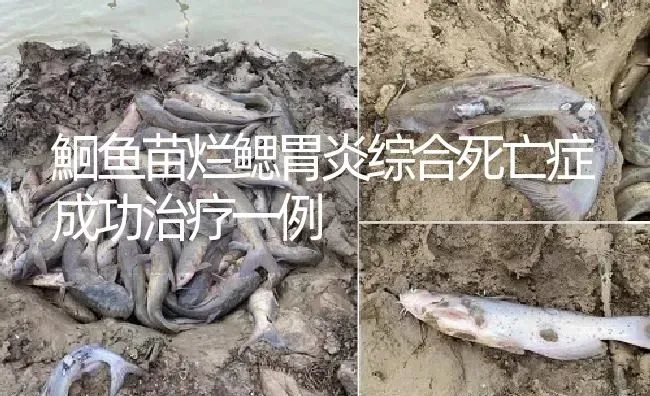 鮰鱼苗烂鳃胃炎综合死亡症成功治疗一例 | 淡水养殖