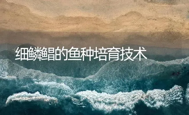 细鳞鲳的鱼种培育技术 | 海水养殖