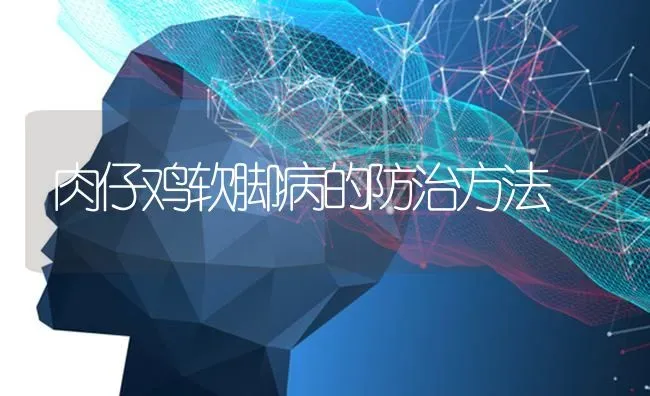 肉仔鸡软脚病的防治方法 | 家禽养殖