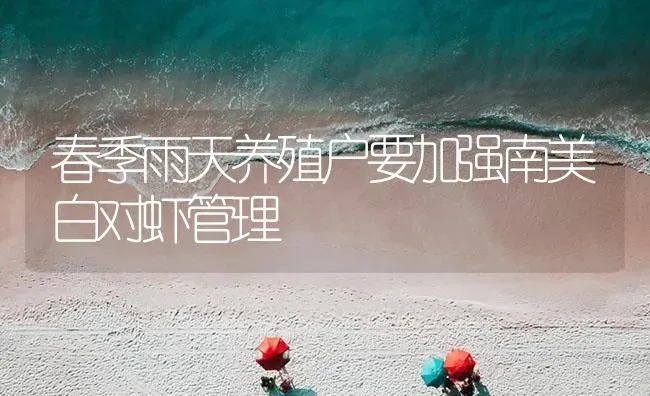 春季雨天养殖户要加强南美白对虾管理 | 海水养殖