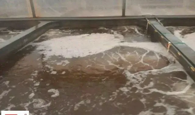南美白对虾育苗标粗防病技术方案