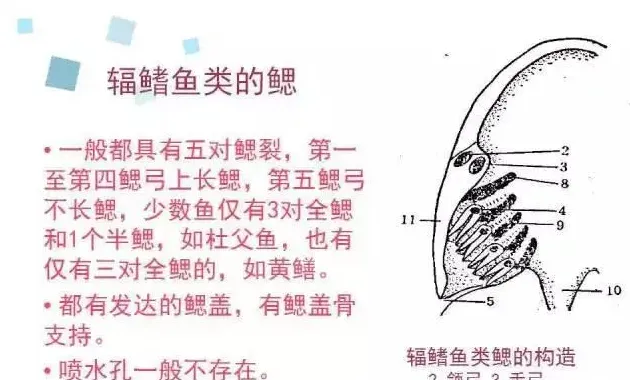 【养鱼人的必修课】鱼类呼吸系统知识分享