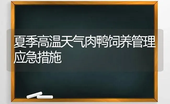 夏季高温天气肉鸭饲养管理应急措施 | 家禽养殖