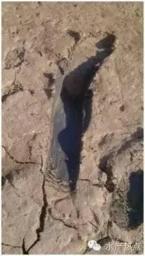 水产养殖户培水培藻的必要性和方法介绍