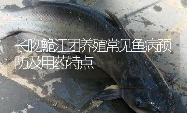 长吻鮠江团养殖常见鱼病预防及用药特点 | 养殖病虫害防治