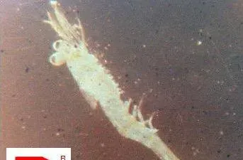 南美白对虾育苗标粗防病技术方案