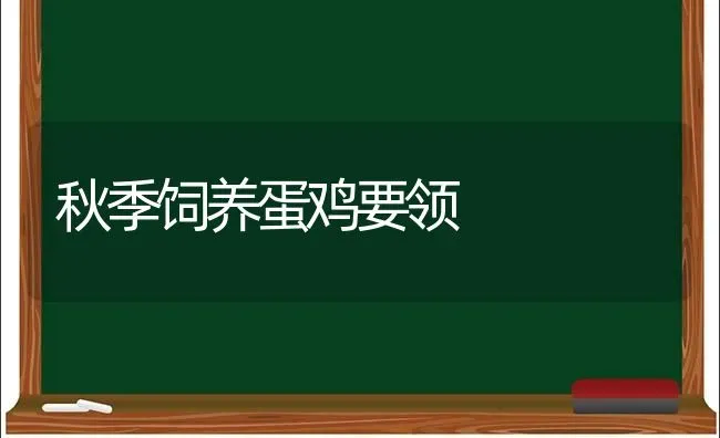 秋季饲养蛋鸡要领 | 家禽养殖