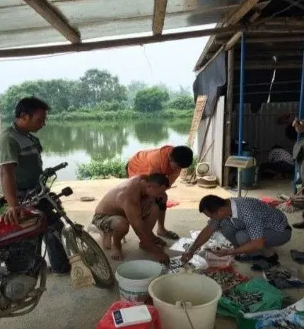 鲮鱼饲料到底如何使用？一份实验报告告诉您！