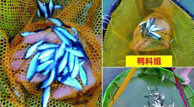 鲮鱼饲料到底如何使用？一份实验报告告诉您！