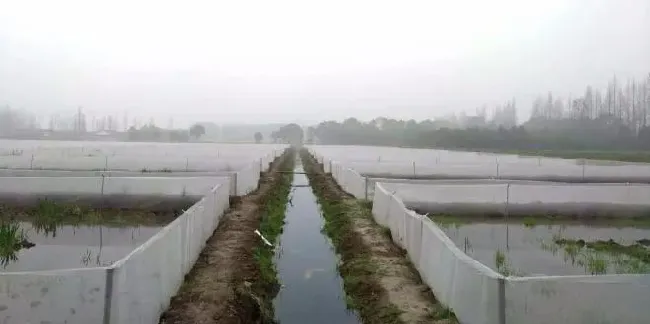 【致富有方】湖北监利荒湖农场返乡农民黄爱平初养黑斑蛙获得成功