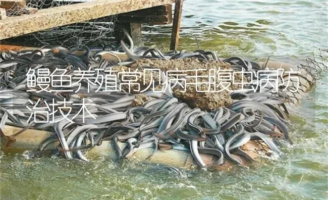 鳗鱼养殖常见病毛腹虫病防治技术 | 淡水养殖