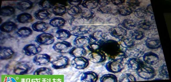 水质较差造成南美白对虾体质差脱不了壳的处理方法