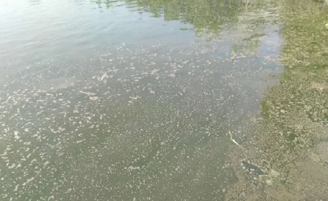 【淡水鱼专题】养殖中后期池塘幔子多，怎么办？